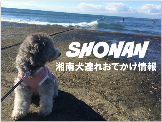わんこと一緒に江の島散歩 見どころと犬同伴可能な食事処 カフェまとめ つつじろぐ