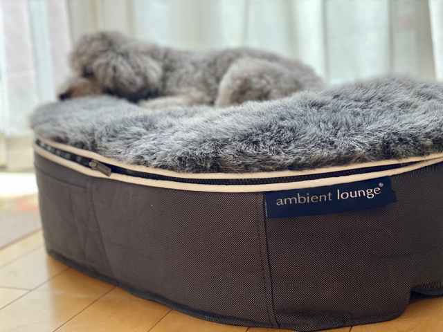 ambient lounge 犬ペットラウンジ 犬ベッド 1個 Kokunai Sokuhatsu Sou 
