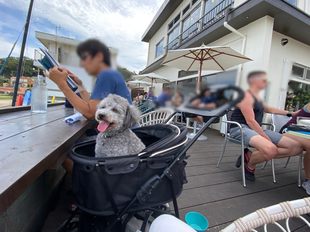 三浦海岸 ビーチエンドカフェ 海の見えるカジュアルフレンチで愛犬と極上ランチ つつじろぐ