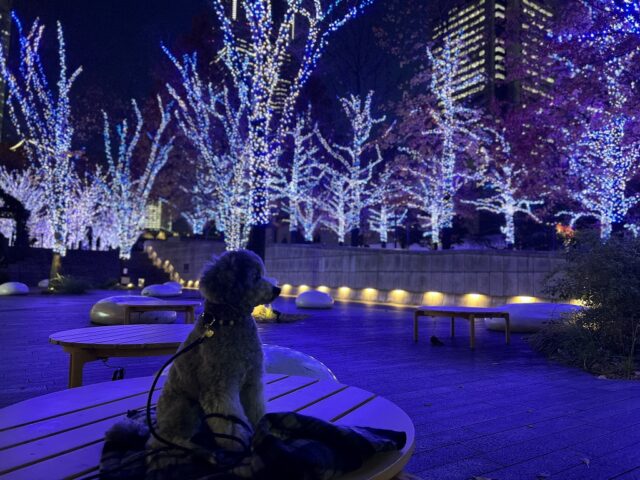 愛犬と行ける神奈川県イルミネーションスポットまとめ つつじろぐ